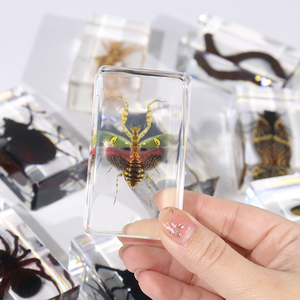Pisapapeles de insectos reales, <span class=keywords><strong>flor</strong></span> enjoyada, espécimen de resina <span class=keywords><strong>Mantis</strong></span>, herramientas educativas para la enseñanza de Biología - Product Image 1