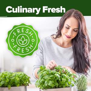 <span class=keywords><strong>Kit</strong></span> de Cultivo de Bonsái Ecológico al por Mayor con Flor Artificial para Uso en el Hogar y Jardín - Regalo de Jardinería de Hortalizas de Cosecha Tradicional - Product Image 5