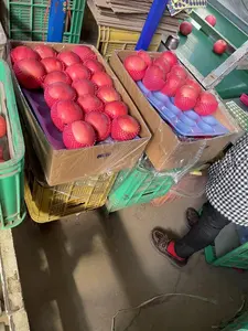 Fresh Fruit Importers Fresh Apple Fresh Apple Fruit Fuji Apple Of Yantai Area