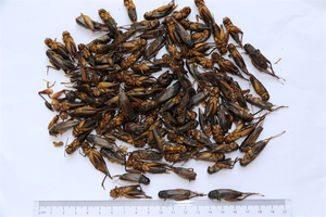 Grillo Secco 100% Naturale all'Ingrosso dalla Fabbrica, Finemente Lavorato, ad Alto Contenuto Proteico, Alimento Ecologico per Rettili, Durata di Conservazione 3 Anni, Alimento per Animali Domestici - Product Image 5