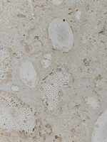 Pierre de corail de mer beige blanc naturel, trous non remplis, beige crème, travertin, corail, dalle de pierre, carrelage, panneau mural, brique