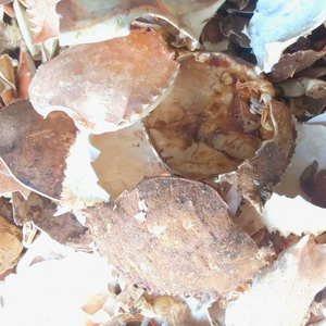 Venta al por Mayor de Conchas de Cangrejo Secas de Primera Calidad para la Producción de Quitina y Alimento para Ganado, Empaquetado en Bolsas - Modelo Hana - Product Image 1