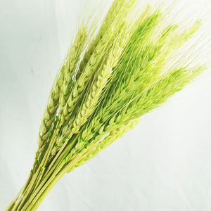 Flora de Verano Yunnan Junio DSF05, Flor Seca Orgánica Natural Decorativa de Tallo Largo de 70-80 cm para Interiores - Product Image 5