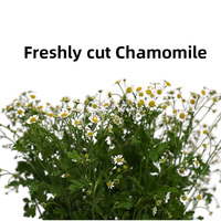 Bunga Chamomile Segar Grosir Kelopak dan Daun Chamomile Segar Tidak Rata untuk Rangkaian Bunga