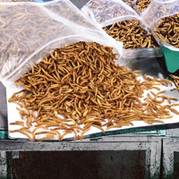 Vers de farine jaunes 100% naturels de marque OEM, nourriture pour oiseaux en gros, vers de pain séchés pour hamsters, poissons d'ornement, tortues, matière première pour la viande