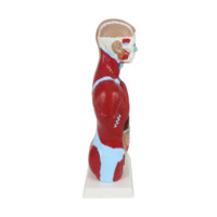 Modèles de torse humain grandeur nature de 28 cm pour l'enseignement des sciences médicales, avec des organes amovibles et 7 parties pour l'éducation scolaire