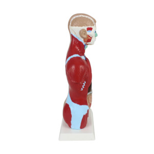 Modèles de torse <span class=keywords><strong>humain</strong></span> grandeur nature de 28 cm pour <span class=keywords><strong>l</strong></span>'enseignement des sciences médicales, avec des organes amovibles et 7 parties pour <span class=keywords><strong>l</strong></span>'éducation scolaire - Product Image 4