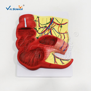 Modèle anatomique de l'appendice et du côlon VIC-D014 - Product Image 5
