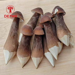 DETAN fungo fresco naturale/nutriente nero collybia albuminosa - Product Image 3