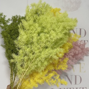 Vente en gros de fleurs et plantes naturelles préservées, durables, 3-5 ans, immortelles, tiges de <span class=keywords><strong>fougère</strong></span> Ming préservées pour les arrangements de Noël - Product Image 1