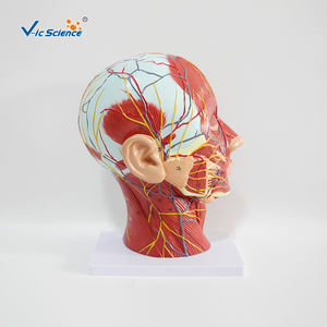 Modelo de enseñanza médica para la <span class=keywords><strong>cabeza</strong></span> <span class=keywords><strong>y</strong></span> el <span class=keywords><strong>cuello</strong></span>, modelo anatómico Superficial <span class=keywords><strong>y</strong></span> muscular - Product Image 5