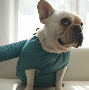 Sac de séchage pour animaux de compagnie et vêtements de séchage pour chiens et chats - Fournitures de séchage des poils après le bain, vente en gros - Product Image 4