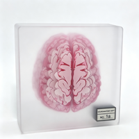 Plaque carrée vierge en acrylique sur le thème de l'anatomie du cerveau, impression HD personnalisée, section transversale du cerveau humain, ornement de bureau pour l'enseignement médical