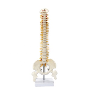 Modelo <span class=keywords><strong>de</strong></span> <span class=keywords><strong>esqueleto</strong></span> humano FRT017 Columna vertebral 45cm Modelos <span class=keywords><strong>de</strong></span> columna vertebral con <span class=keywords><strong>cartílago</strong></span> <span class=keywords><strong>de</strong></span> raíz nerviosa Modelo anatómico <span class=keywords><strong>de</strong></span> columna vertebral blanca - Product Image 1