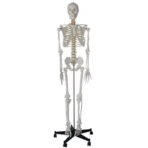 Стандартный естественный большой съемный рост 175 см, Скелет человека, модель из ПВХ