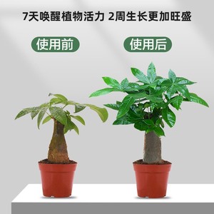 Líquido Reactivador para Plantas y Flores, para el Amarillamiento y Caída <span class=keywords><strong>de</strong></span> Hojas <span class=keywords><strong>en</strong></span> Plantas Monocotiledónicas, <span class=keywords><strong>en</strong></span> Oferta <span class=keywords><strong>en</strong></span> <span class=keywords><strong>Amazon</strong></span> - Product Image 6