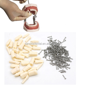 Modelo de Dientes Endodónticos Plegable de Resina ZZSU SD-5689, Tamaño Natural, para Entrenamiento Dental y Demostración de Cuidado del Paciente - Product Image 2