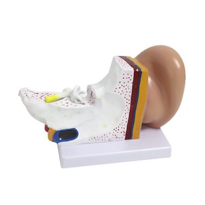 Modèle d'anatomie de l'oreille pour table ; modèle d'oreille humaine à grossissement 3x ; anatomie d'organe humain en 2 parties détachables. - Product Image 4