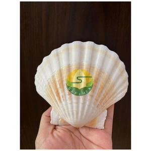 Conchas de Vieira Limpias al por Mayor para Presentación de Alimentos en Restaurantes, Servicio de Mariscos, Manualidades, Decoración del Hogar, Embalaje a Granel OEM - Product Image 1