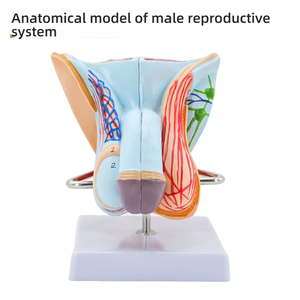 Modèle d'anatomie du système urinaire reproducteur masculin Aide à l'enseignement médical en PVC pour les organes externes internes de l'école de médecine, y compris - Product Image 3