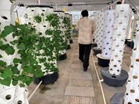 Système d'agriculture aéroponique pour tour de pâtisserie à l'ananas, serre à haute rigidité