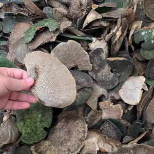 Champignons Hexagonia Apiaria de haute qualité, naturels, bruts et sauvages, à vendre - Product Image 6