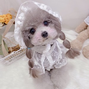 Vêtements pour animaux de compagnie: robe de protection solaire respirante en dentelle pour chats et chiens, bouledogues français, Teddy, Yorkshire, Shih <span class=keywords><strong>Tzu</strong></span>, Corgi, Maltais, - Product Image 4