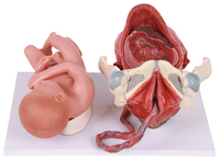 Kit de science médicale Développement de l'embryon humain Modèles de naissance