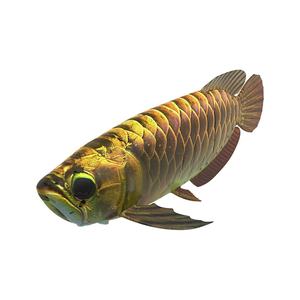 Robot sous-marin Golden <span class=keywords><strong>Dragon</strong></span> Fish <span class=keywords><strong>Drone</strong></span> pour tournage, poisson robotique bionique industriel ornemental - Product Image 5