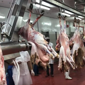 Ligne d'abattage de moutons et de chèvres entièrement automatique à haute sécurité, solution d'abattoir clé en main - Product Image 4