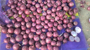 Oignons rouges de Chine de qualité supérieure, 100 % frais, cueillis à la main et aromatiques, pour la cuisine, disponibles à un <span class=keywords><strong>prix</strong></span> compétitif - Product Image 2