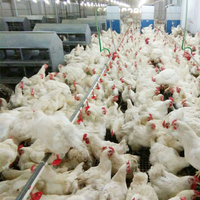 Pondoir à Œufs Bangchi 24 Trous pour Poules