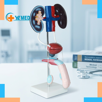 Modelo Anatómico de PVC para Ciencias Médicas, Sistemas Genitourinarios y Urinarios Masculinos, Riñón, Vejiga, Testículos, Pene, Entrenamiento, CE/ISO