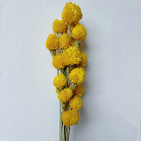 Penjualan Panas Bunga Kering Gomphrena Globosa Buatan Tangan untuk Natal, Pernikahan & Hari Valentine Ramah Lingkungan Tahan Lama