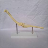 KyrenMed Chien Articulation Genou Os Chien Fémur et Shin Tibia Modèle Canin Os Squelette Modèle