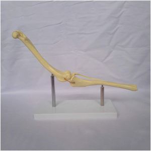 KyrenMed Perro Articulación de la rodilla Articulación Hueso Perro Fémur y Shin Tibia Modelo de <span class=keywords><strong>esqueleto</strong></span> de hueso <span class=keywords><strong>canino</strong></span> - Product Image 3