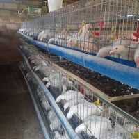 Dimension automatique de cage de batterie de couche de poulet d'équipement d'élevage de volaille pour la cage de couche de poulet 1000