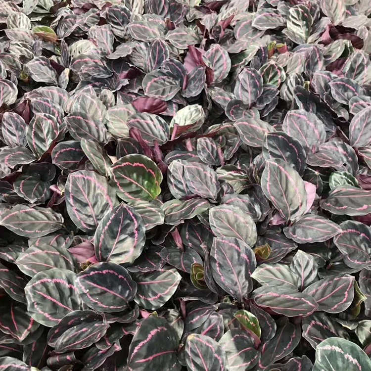 Малая красная красивая рассада