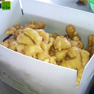 Hot Bán 80-150G Gừng Bán Buôn Cho Xuất Khẩu Với Chất Lượng Tốt Nhất & Giá Rẻ Giá Chất Lượng Cao Gừng Tươi Với Toàn Cầu Khoảng Cách & Haccp - Product Image 4
