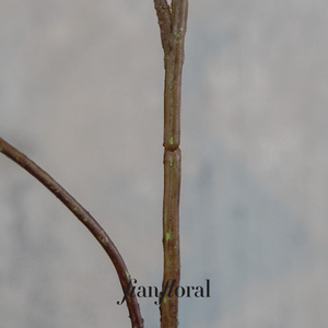 FONG IAN Fleurs artificielles réalistes en plastique de haute qualité, <span class=keywords><strong>Amaryllis</strong></span> à 3 têtes, Hippeastrum, toucher réel, décoration florale de Noël, vente en gros - Product Image 5