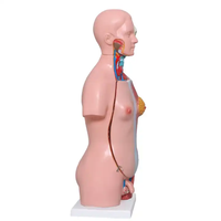 Mannequin de Torse Anatomique Médical Éducatif de 45 cm, 23 Pièces, Matériel Personnalisable, Démonstration Éducative, OEM