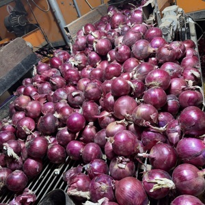 Cebollas Rojas Frescas de Gansu, Tamaño de 8 a 10 cm, Empacadas <span class=keywords><strong>en</strong></span> Bolsas de Malla de 25 kg, Suministro a Granel para Exportación a Mercados Mayoristas <span class=keywords><strong>en</strong></span> Ghana - Product Image 3