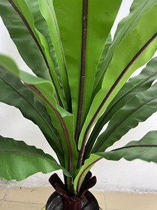 Hoja <span class=keywords><strong>de</strong></span> Asplenium Nidus <span class=keywords><strong>de</strong></span> Plástico <span class=keywords><strong>de</strong></span> Alta Calidad en Maceta para Decoración del Hogar, Bonsái Artificial, <span class=keywords><strong>Buxus</strong></span>, Vegetación <span class=keywords><strong>de</strong></span> Mesa, Helecho <span class=keywords><strong>de</strong></span> Seda Tipo Nido <span class=keywords><strong>de</strong></span> Pájaro - Product Image 5