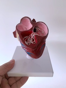 Modelo de anatomía visceral Animal para enseñar a perros, <span class=keywords><strong>Dirofilaria</strong></span> visceral patológica Immitis, modelo anatómico de corazón de perro - Product Image 2