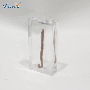 Campione di Nereide Marina Immersa in Soluzione Chimica, Vero Esemplare di Verme Segmentato per l'Educazione in Classe di Invertebrati CE/ISO/ROHS - Product Image 5