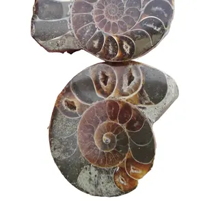 Wholesale Sell High Quality Natural Healing Energy Snail Fossil Slices Of Conch Fossil Pieces