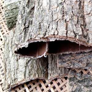 卸売工場直送 高品質 人気 中国漢方 杜仲樹皮 漢方薬 乾燥杜仲 - Product Image 4