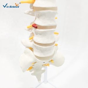 Modèle de <span class=keywords><strong>squelette</strong></span> humain en PVC grandeur nature pour l'enseignement des sciences médicales et la formation en anatomie - Product Image 4