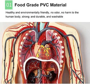 Giải phẫu người để nghiên cứu mô hình lưu thông máu của con người của hệ thống tuần hoàn của con người bao gồm trái tim có thể tháo rời - Product Image 3