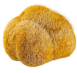 1 kg <span class=keywords><strong>de</strong></span> Hongos <span class=keywords><strong>Cabeza</strong></span> <span class=keywords><strong>de</strong></span> Oso (Monkeys Head) Cultivados, Secados y Recién Cosechados - Product Image 1